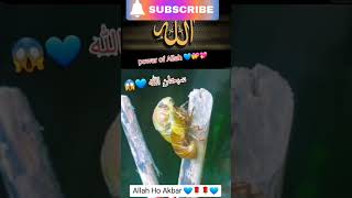 gazal gozol gojol bangla gazal Islamic gazal bangla gojol gojol bangla bangla Islamic gojol [upl. by Eiclud157]