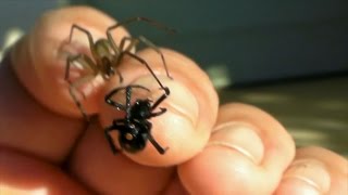 Arachnophobia Brown Recluse and Black Widow [upl. by Nbi98]