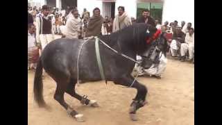 gora intzar dance gujrat pakistan hourse dance [upl. by Yrruc]