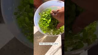 Cleaning plants plants beautiful soilpot soillove garden soiltypes farming propagation edit [upl. by Aneloc]