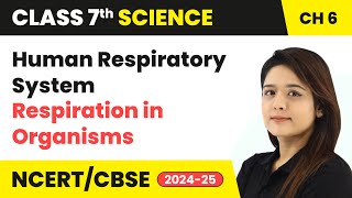 Human Respiratory System  Respiration in Organisms  Class 7 Science Chapter 6  CBSE 202425 [upl. by Durrace345]