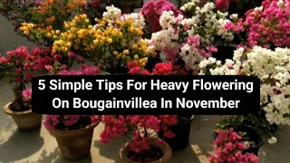 5 Simple Tips For Heavy Flowering On Bougainvillea In November BOUGAINVILLEA NOVEMBER CARE plants [upl. by Idid]