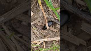 A Ground Beetle known as the Black Clock struggles with a large seed 🌧️ [upl. by Denae]