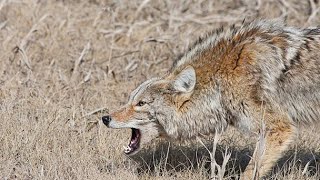 coyote sound  coyote call sound  coyote sound effect  Animal sounds 11 [upl. by Garald658]