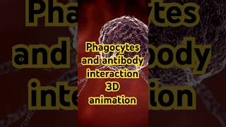 Phagocytes and antibody interaction  3D animation [upl. by Atinek]