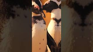 Fakta Menarik tentang Pinguin animals pinguine facts trendingshorts [upl. by Ignace]