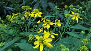 How to Pronounce Verbesina alternifolia [upl. by Beach]