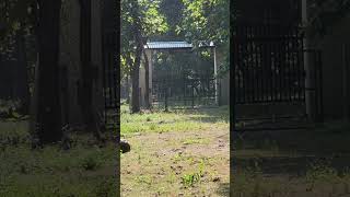 Old Garjiya Zone Gate 🐯shorts corbettnationalpark jimcorbettnationalparkuttrakhand [upl. by Geiger]