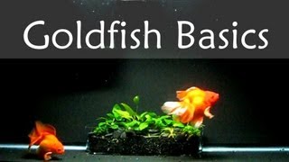 Goldfish Care Basics  Tank Size [upl. by Desi111]