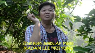 USAHAWAN JAMBU AIR MADU KUALA BIKAM [upl. by Nynahs]