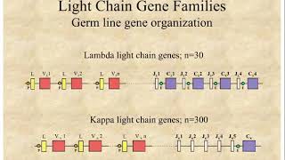 9  Immunogenetics 1 [upl. by Felicio567]