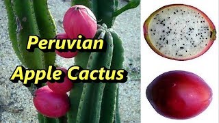 Peruvian Apple Cactus [upl. by Giverin740]