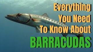 Everything you need to know about BARRACUDAS [upl. by Addis]