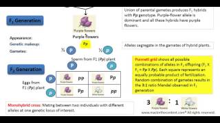 OAT Mendelian Inheritance – Part 2 Monohybrid Cross [upl. by Enelyam523]