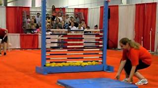 Dog Show  High Bar Jumping [upl. by Nylidam]