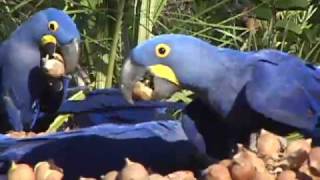 Hyacinth Macaws feeding in Brazil [upl. by Rosane789]