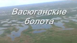 Болото васюганское  The Vasyugan swamp [upl. by Ainek61]