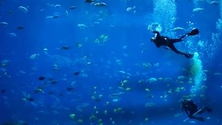 Discover the Peaceful Underwater Sounds of Georgia Aquarium [upl. by Marston]