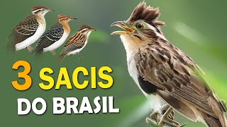 PÁSSARO SACI e PEIXESFRITOS Cantos e comportamentos das 3 espécies brasileiras [upl. by Cornie507]