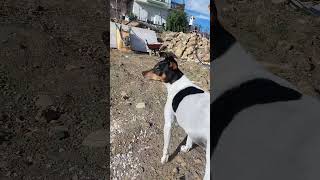 Perro Ratonero Bodeguero se pone feliz cuando vuelve a su casa [upl. by Michel]