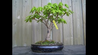 Horse Chestnut Bonsai Tree Aesculus hippocastanum 27 [upl. by Yragerg]