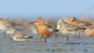 Saving the BarTailed Godwit [upl. by Alidis]