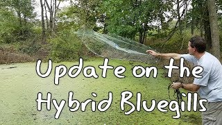 Update on the Hybrid Bluegills [upl. by Eisenhart814]