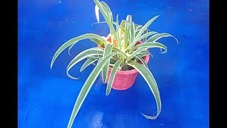 How To Grow Spider Plants In Water  Part 1 with actual results [upl. by Gathard]