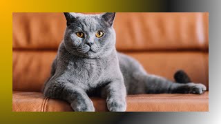 Discovering the Chartreux Cat Breed A Guide to the Gentle Giants of the Feline World [upl. by Rebba]