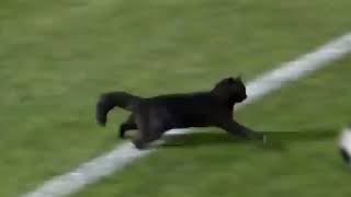 Black cat runs on field AND SCORES A GOAL [upl. by Killen]