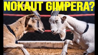 Co za NOKAUT Gimper vs Gonciarz Fame MMA 22 Ultimate PGE NOKAUT GIMPERA URYWKI [upl. by Aicile]