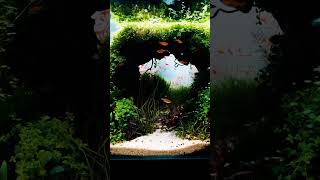 Brand new Beautiful planted terrarium tank setup short shorts youtubeshorts [upl. by Jenifer]