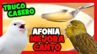 REMEDIOS CASEROS CANARIO NO CANTA 🐤 MEJORAR CANTO DEL CANARIO 🐥 CANARIO AFONICO QUE NO CANTA [upl. by Wachtel]