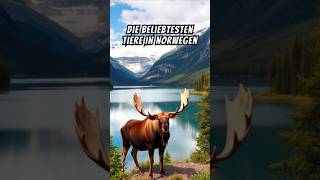 Entdecke Norwegens Lieblingstiere 🐻🦅🦌 Naturzauber pur facts shorts [upl. by Lazar]