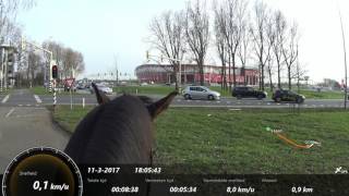 Verkeersmak maken jong paard en galop training Traffic and canter training young horse [upl. by Amand143]