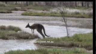 Awesome Kangaroo Jumping through the Bush in Australia [upl. by Robinett]