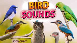 Bird Sounds and Names  Birds Chirping  Birds Sounds Compilation  Learn Bird Names [upl. by Naruq]