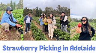 Strawberry tipna gaiyo 🍓  Beerenberg Farm  Adelaide [upl. by Lihas]