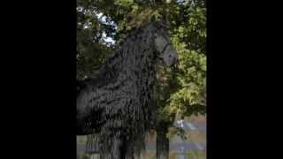 The Legendary FRIESIAN STALLION Frederik the Great [upl. by Els742]