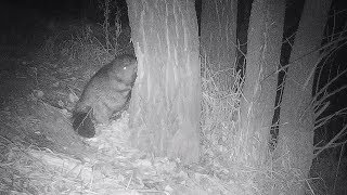 A beaver is gnawing a tree One night  Бобр грызет дерево  Castor fiber Green Video [upl. by Bel530]