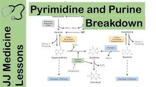 Purine and Pyrimidine Catabolism Pathway  Nucleotide Breakdown  Biochemistry Lesson [upl. by Lodge24]