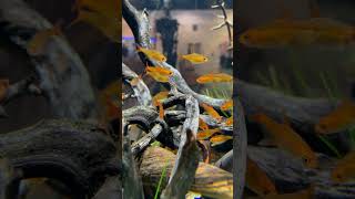 Check Out These Ember Tetras shorts aquariumfish fishtank tinyfish [upl. by Ormond587]