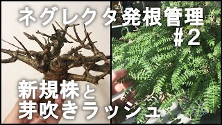 ボスウェリア・ネグレクタ発根管理② 新規株と芽吹きラッシュ [upl. by Juster]