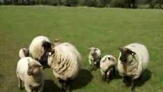 Sheep in Rathowen County Westmeath Ireland [upl. by Dimphia]