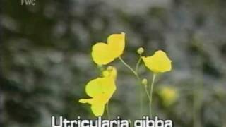 conespur bladderwort Utricularia gibba [upl. by Anairb]