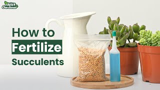 How to Fertilize Succulents  The Next Gardener [upl. by Imar]