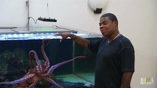 Tracy Morgans Octopus Needs a Tank  Tanked [upl. by Narmi]