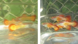 Pure Strain Versus Cross Breed Guppies [upl. by Gavini]