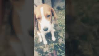 Beagle dog 😘doglover comedy [upl. by Jacquette]