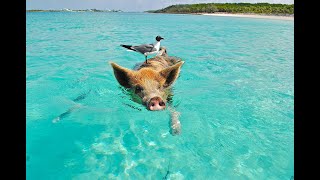 Meet the Breeds  Exploring Different Types of Pigs [upl. by Wampler]